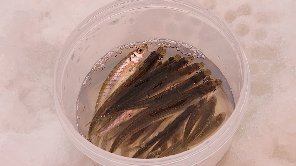 f:id:irukas980:20220312184135j:plain