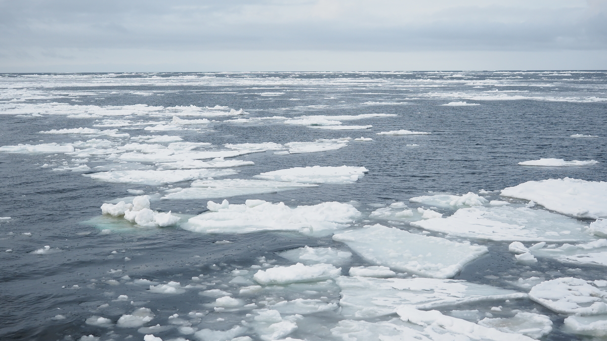 f:id:irukas980:20220312184530j:plain