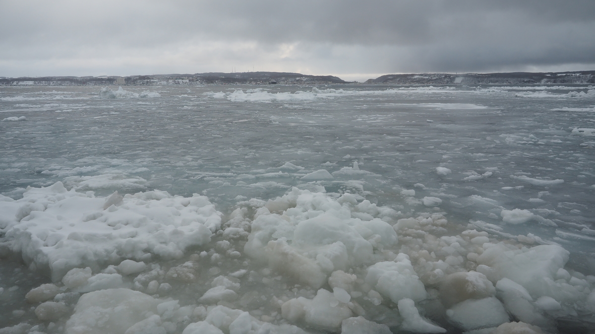 f:id:irukas980:20220312184810j:plain