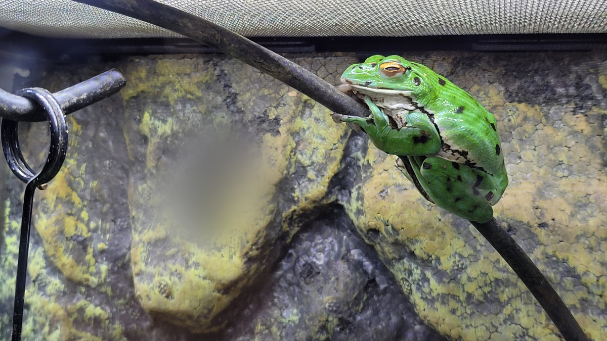 f:id:irukas980:20220417081252j:plain