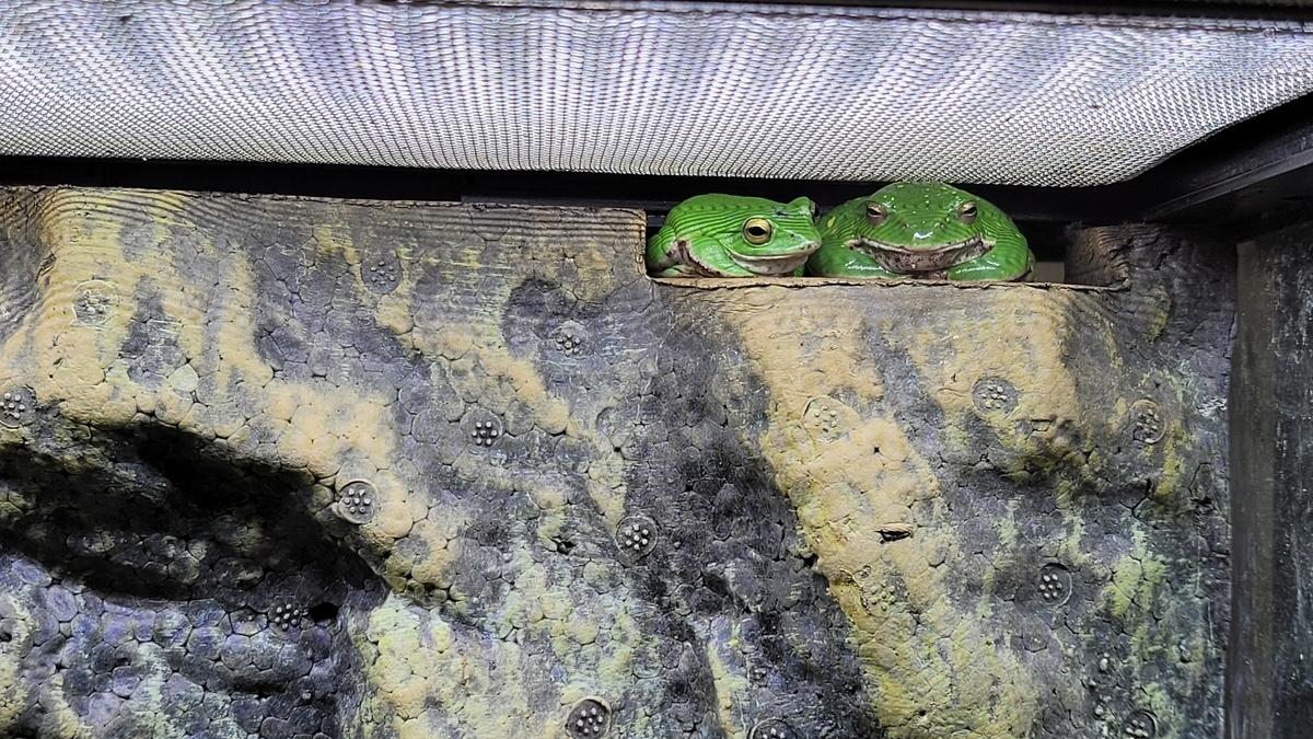 f:id:irukas980:20220417083826j:plain