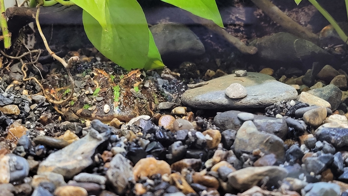 f:id:irukas980:20220417083854j:plain