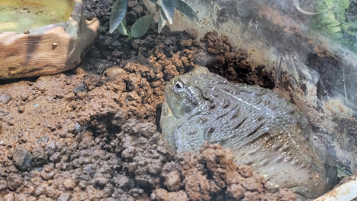 f:id:irukas980:20220417083905j:plain