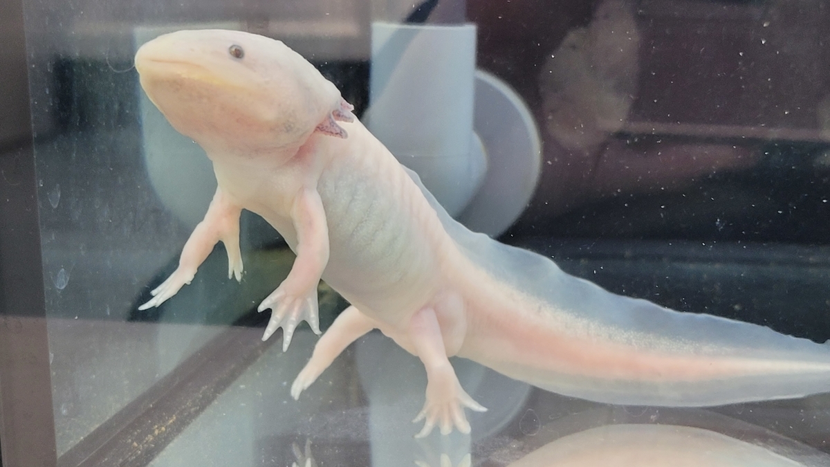 f:id:irukas980:20220417083926j:plain