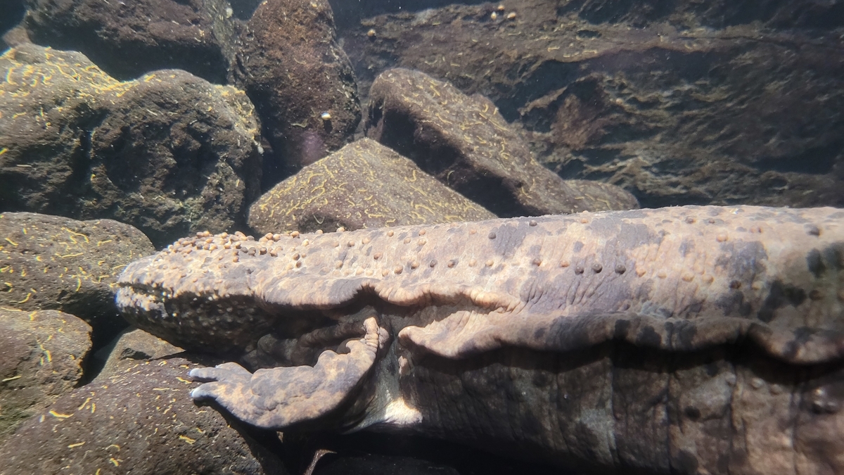 f:id:irukas980:20220417084045j:plain