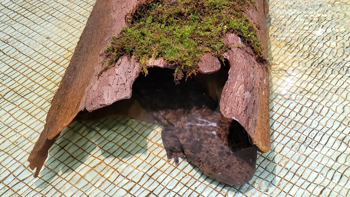 f:id:irukas980:20220417084132j:plain