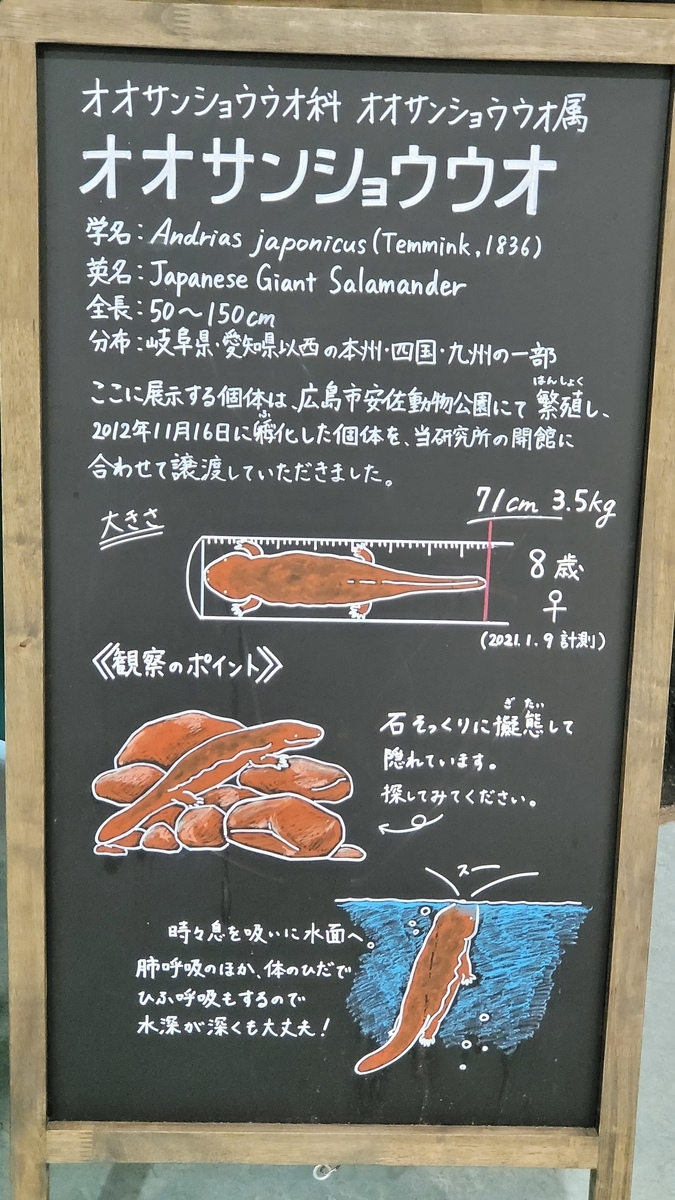 f:id:irukas980:20220417104704j:plain