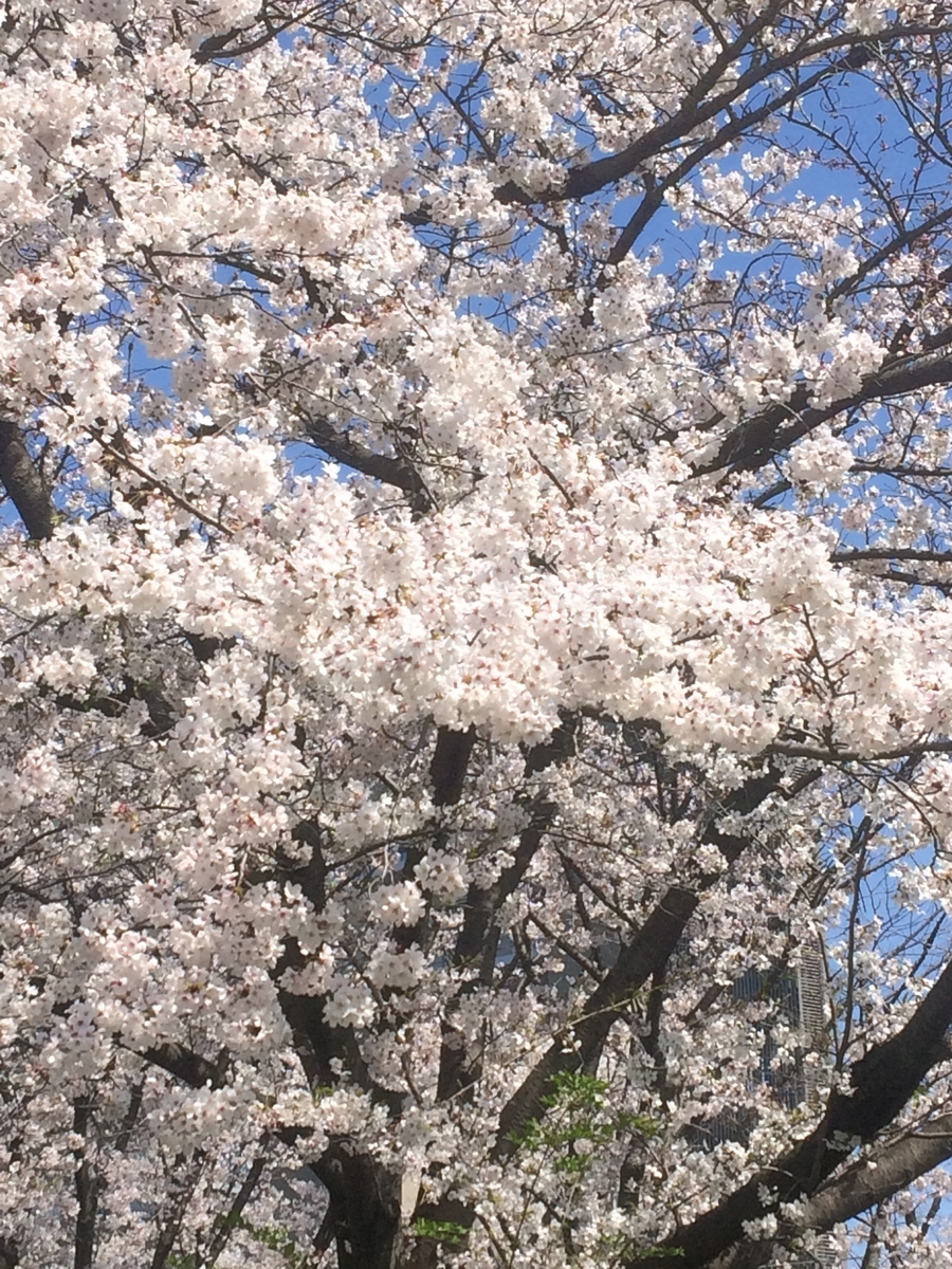 f:id:irumy:20200404162359j:plain