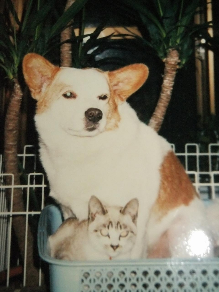 f:id:irurunoblog:20161226225828j:plain