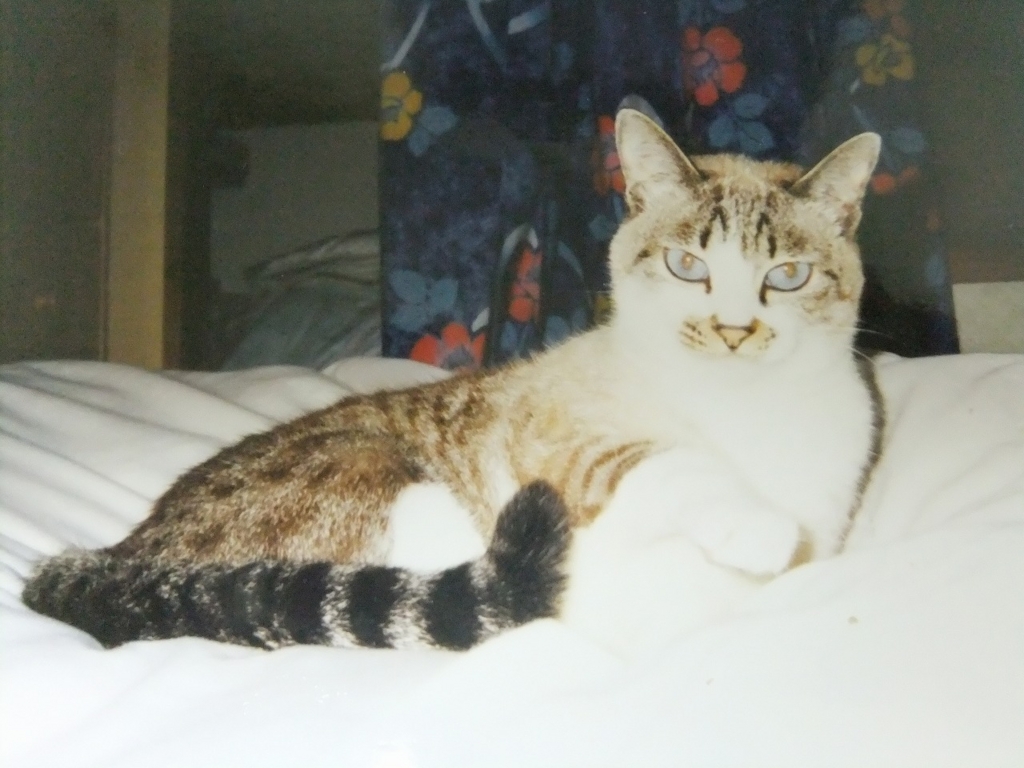 f:id:irurunoblog:20161226230406j:plain