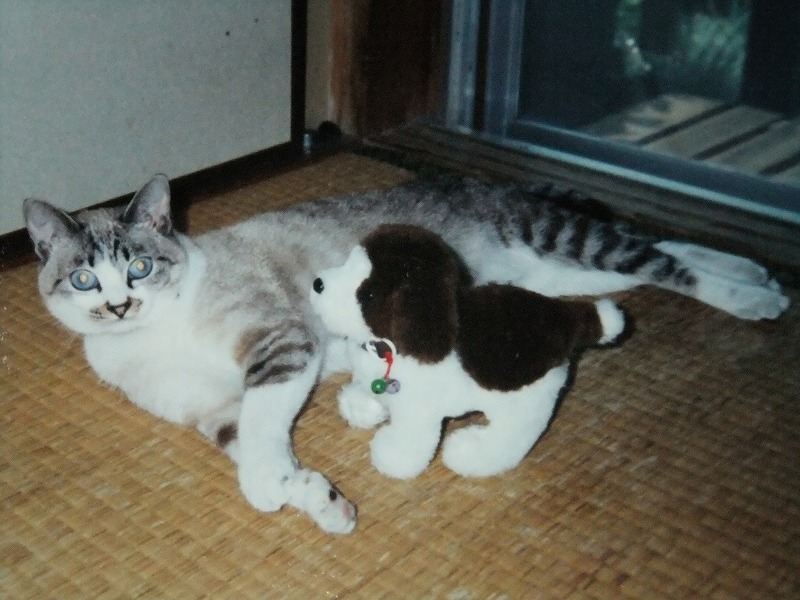 f:id:irurunoblog:20171219163755j:plain