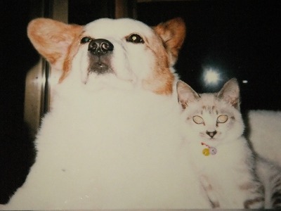 f:id:irurunoblog:20200820143027j:plain