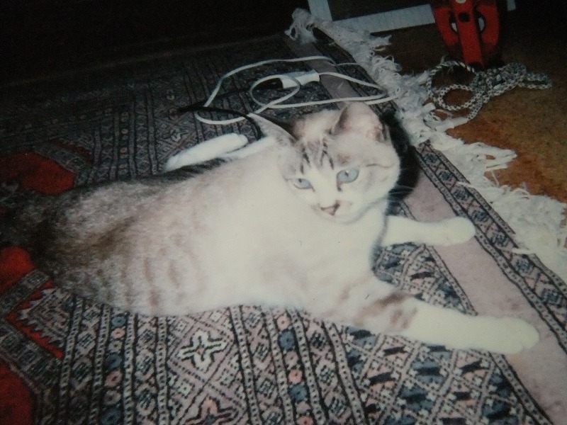 f:id:irurunoblog:20200820144708j:plain