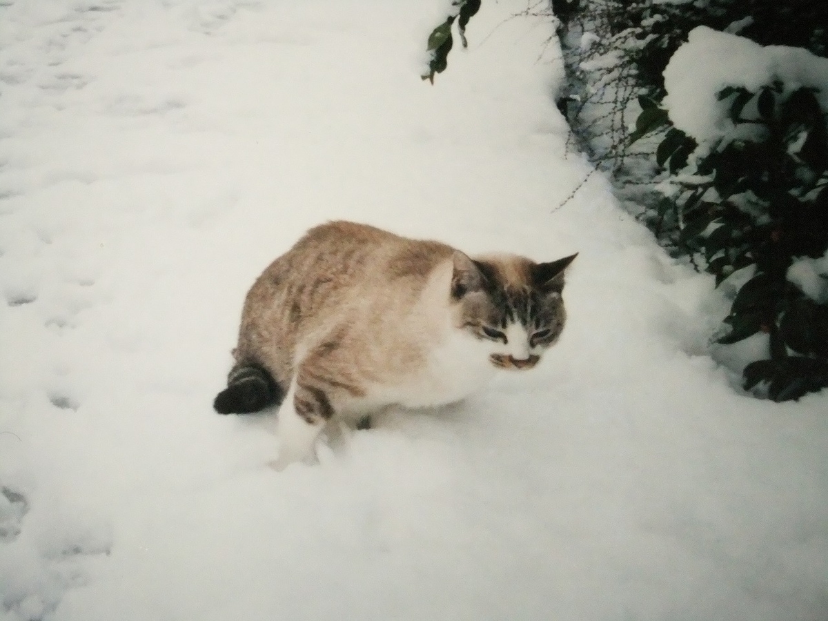 f:id:irurunoblog:20201128203934j:plain