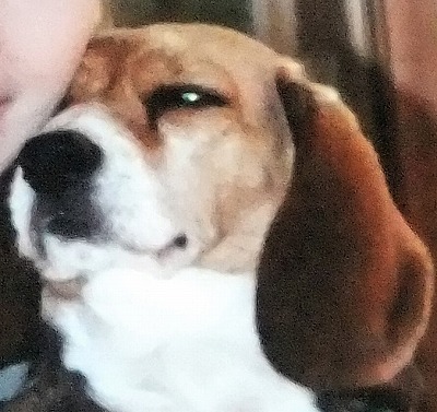 f:id:irurunoblog:20201128204848j:plain