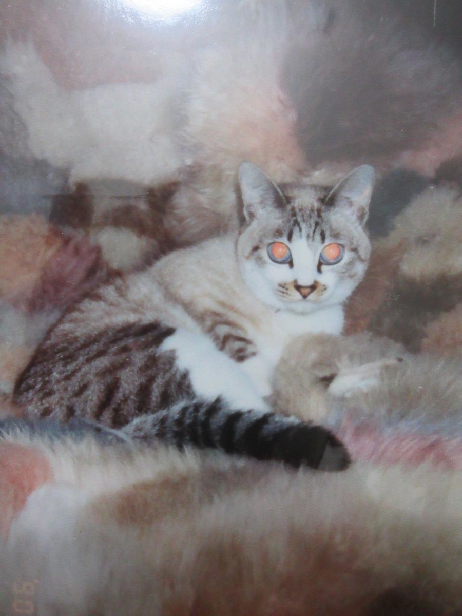 f:id:irurunoblog:20201128213359j:plain