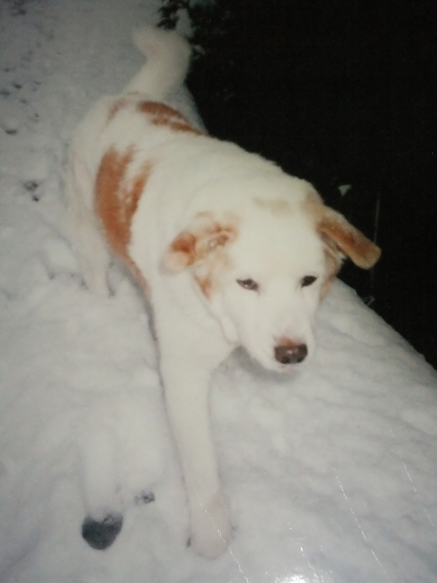 f:id:irurunoblog:20210118011521j:plain