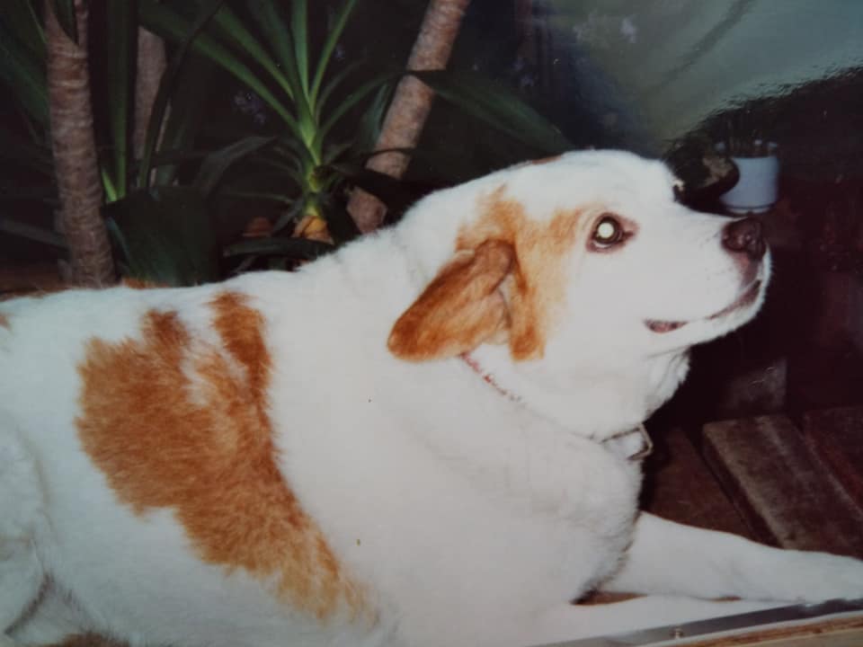 f:id:irurunoblog:20211115222236j:plain