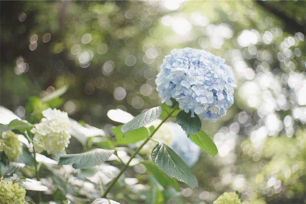 ◎フレア◎YASHICA YASHINON-DX 50mm F1.7 Y076（yashinon-50mm）