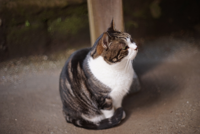 f:id:is130:20191216013024j:plain f:id:is130:20191216013024j:plain