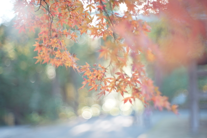 f:id:is130:20191216013155j:plain f:id:is130:20191216013155j:plain