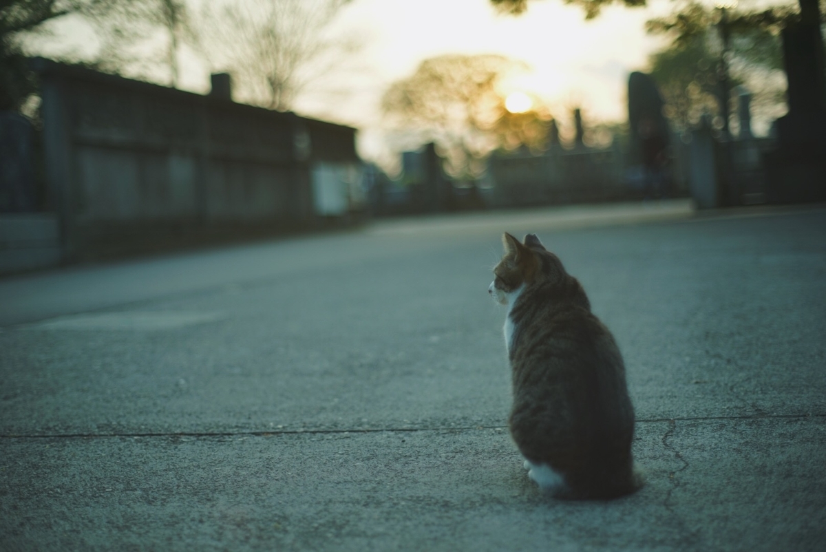 f:id:is130:20191231003312j:plain f:id:is130:20191231003312j:plain