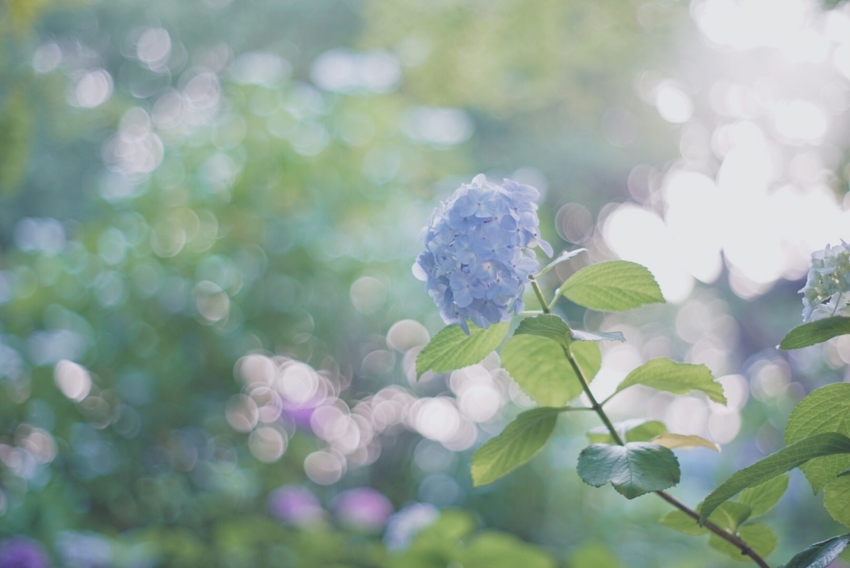 f:id:is130:20191231004024j:plain f:id:is130:20191231004024j:plain