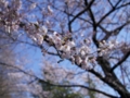 公園の桜