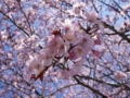 公園の桜