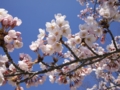 公園の桜