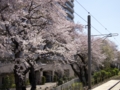 北仙台駅の桜