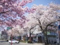 堤町の桜