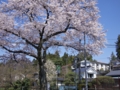 堤町の桜