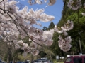 東照宮の桜