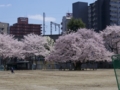 東六番町小学校の樹齢三百数十年の桜