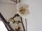 咲いた