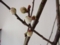 ぷっくり