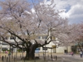 東六番丁小学校の桜