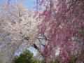 東六番丁小学校の桜