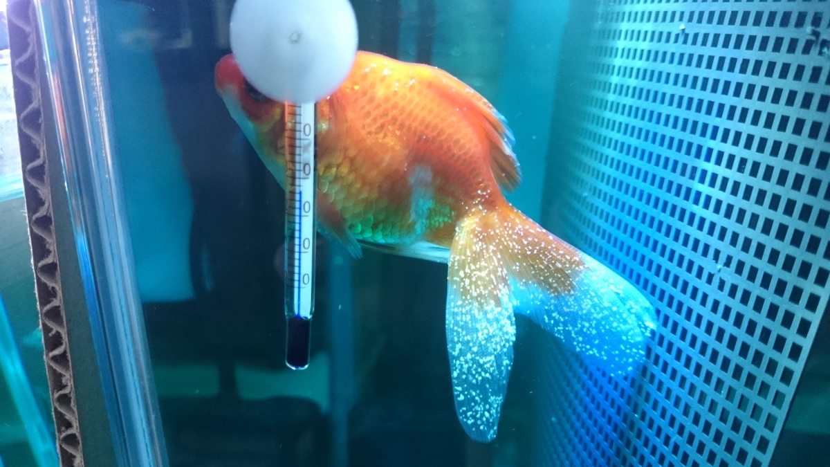 金魚の風邪 白点病 Isakosanの働きたくない金魚日記 金魚の風邪 白点病 Isakosanの働きたくない金魚日記