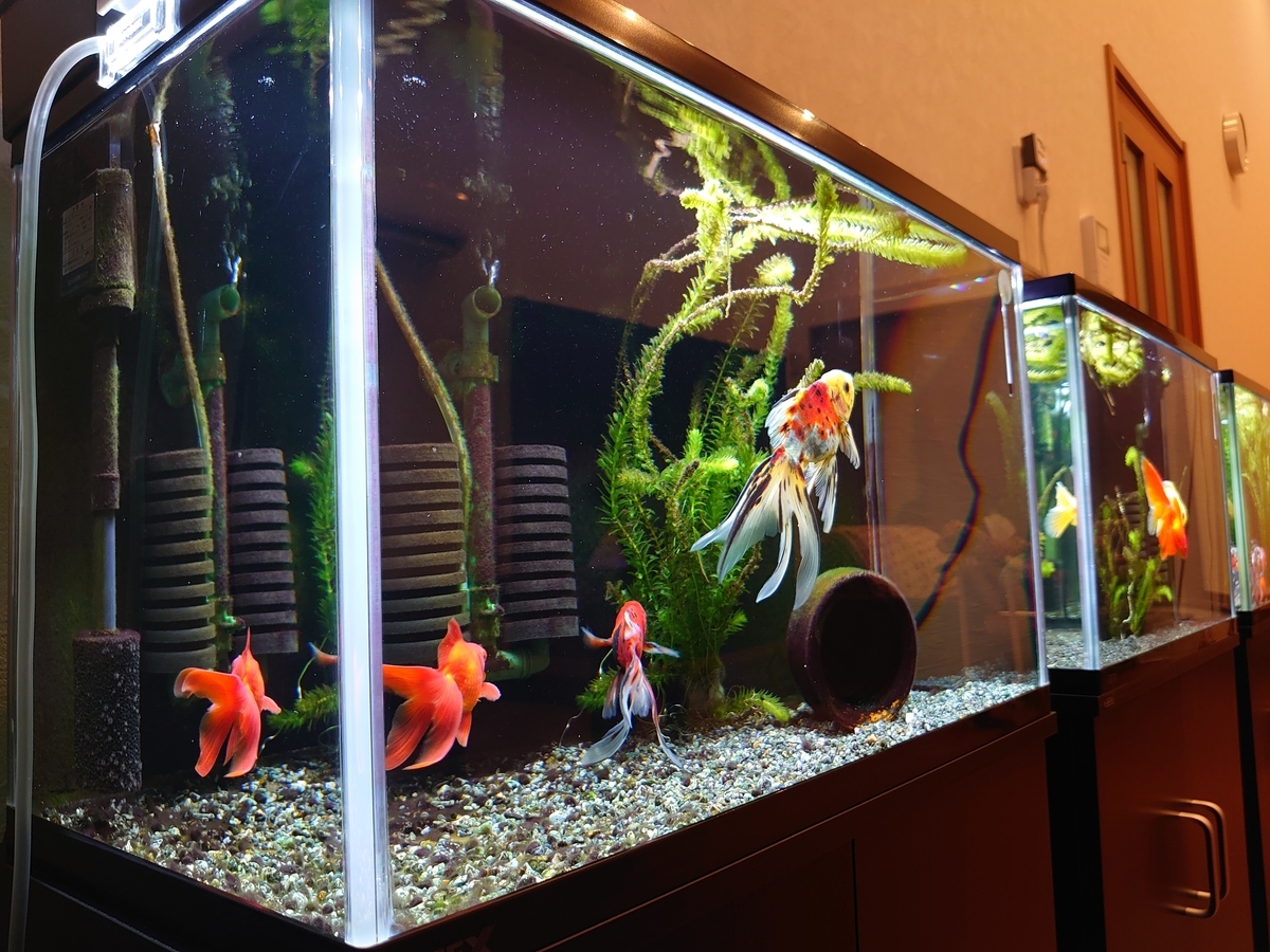 金魚水槽 お手入れ メンテナンス Isakosanの働きたくない金魚日記