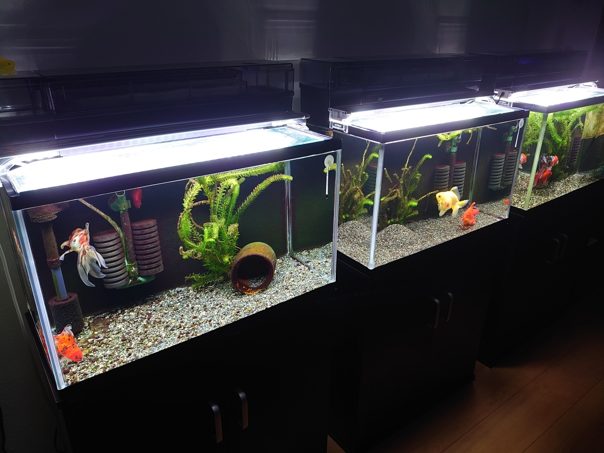 金魚水槽 お手入れ メンテナンス Isakosanの働きたくない金魚日記