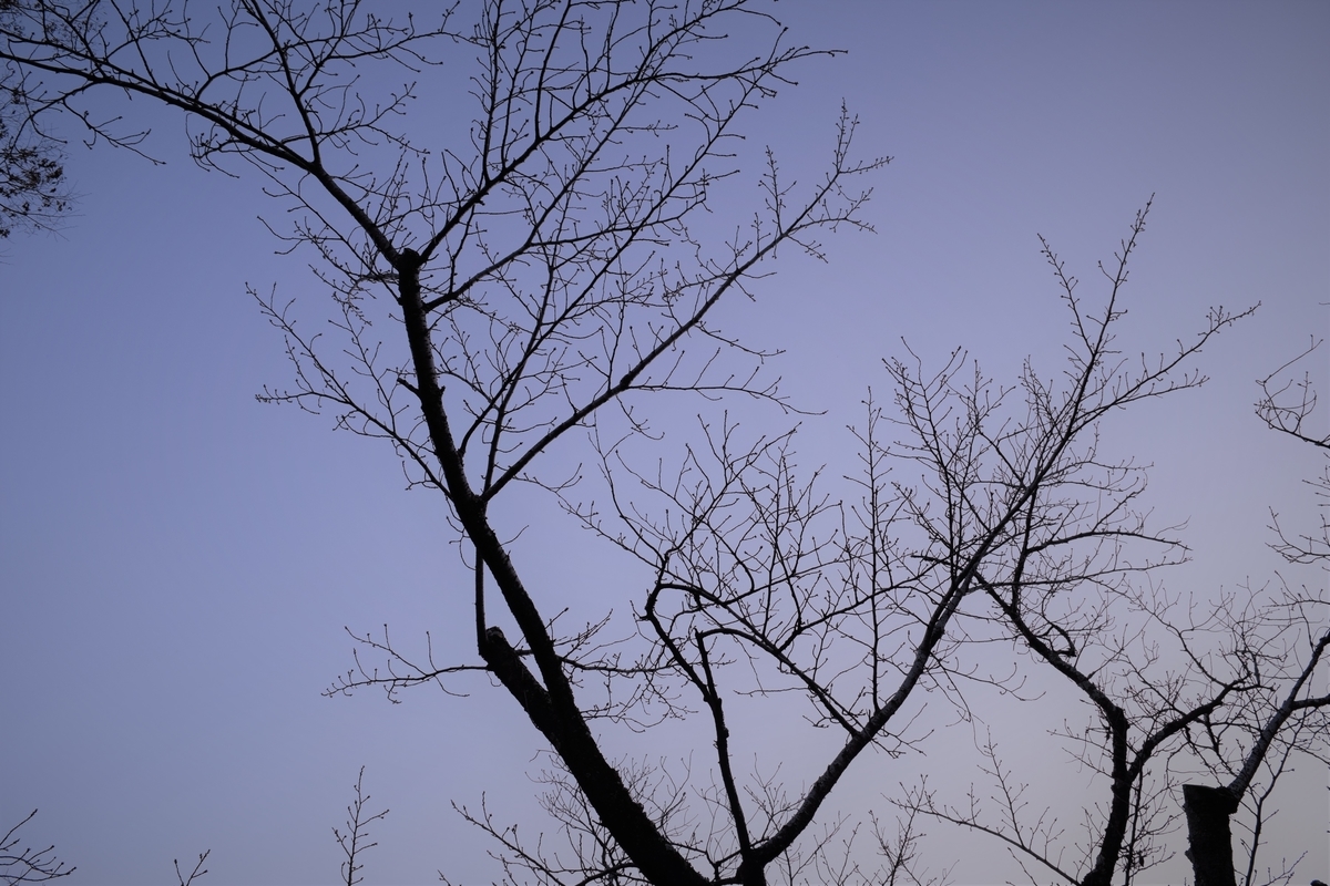 f:id:isaoitsuyo:20201213132806j:plain