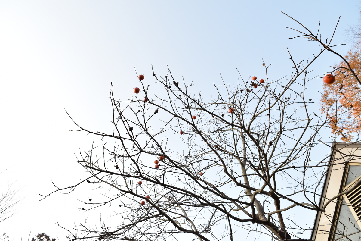 f:id:isaoitsuyo:20210101142249j:plain