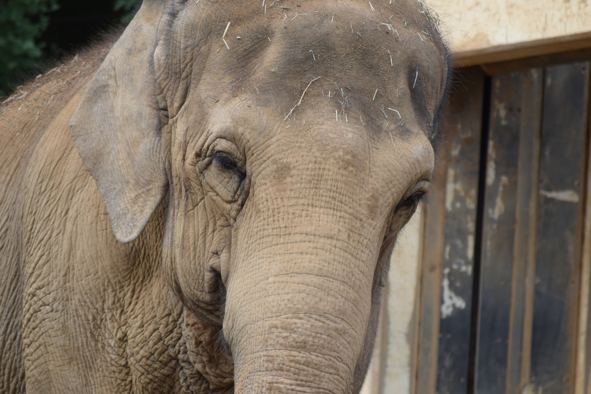 観劇ルポ/書評】唐十郎「動物園が消える日」｜おらんうーたんになりたい。, image size:1200x800