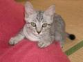 [ねこ]baby1