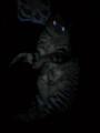 [ねこ]光る目