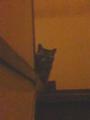 [ねこ]ここまでおいで