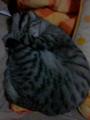 [ねこ]アンモナイト