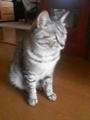 [ねこ]ん？